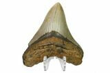 Fossil Megalodon Tooth - North Carolina #166988-2